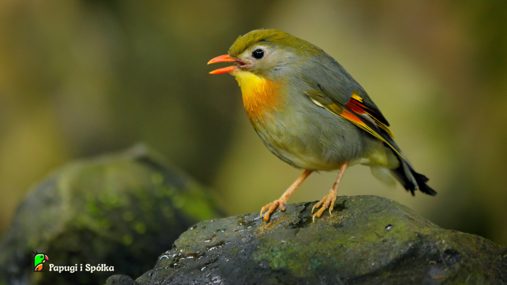 Słowik chiński jako ilustracja artykułu - rozmnażanie słowika chińskiego
