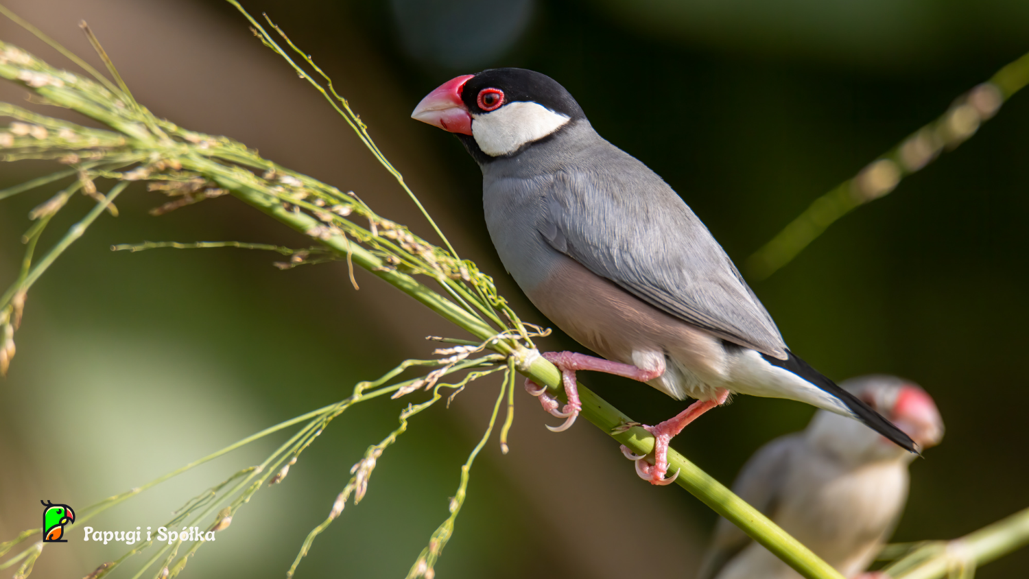 Ryżowiec siwy siedzący na kłosie trawy