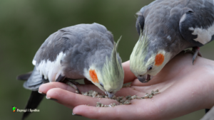 Żywienie papugi nimfy z ręki