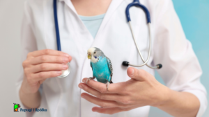 Francuskie pierzenie u papug. Papużka u weterynarza