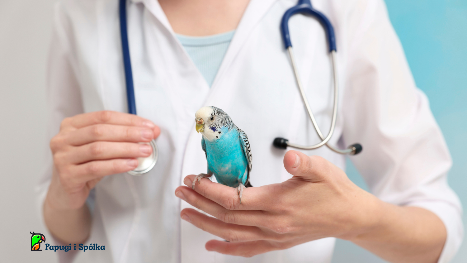 Francuskie pierzenie u papug. Papużka u weterynarza
