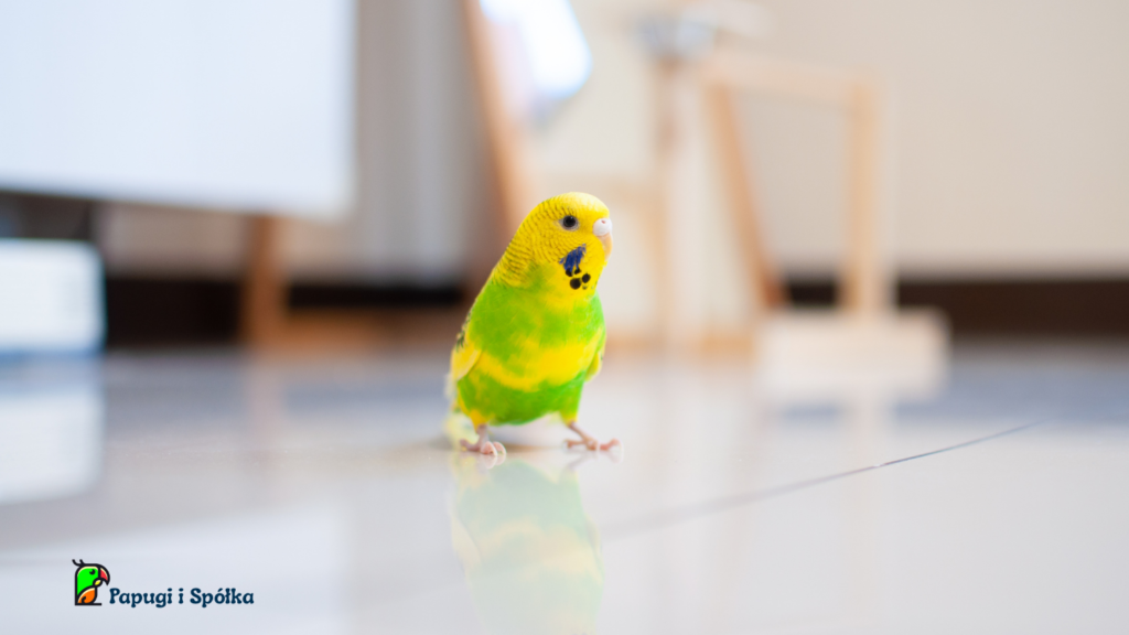 Francuskie pierzenie w hodowli - papużka falista