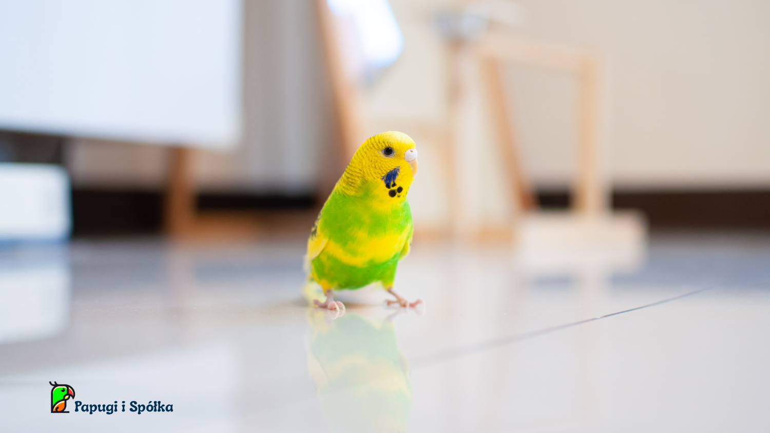 Francuskie pierzenie w hodowli - papużka falista