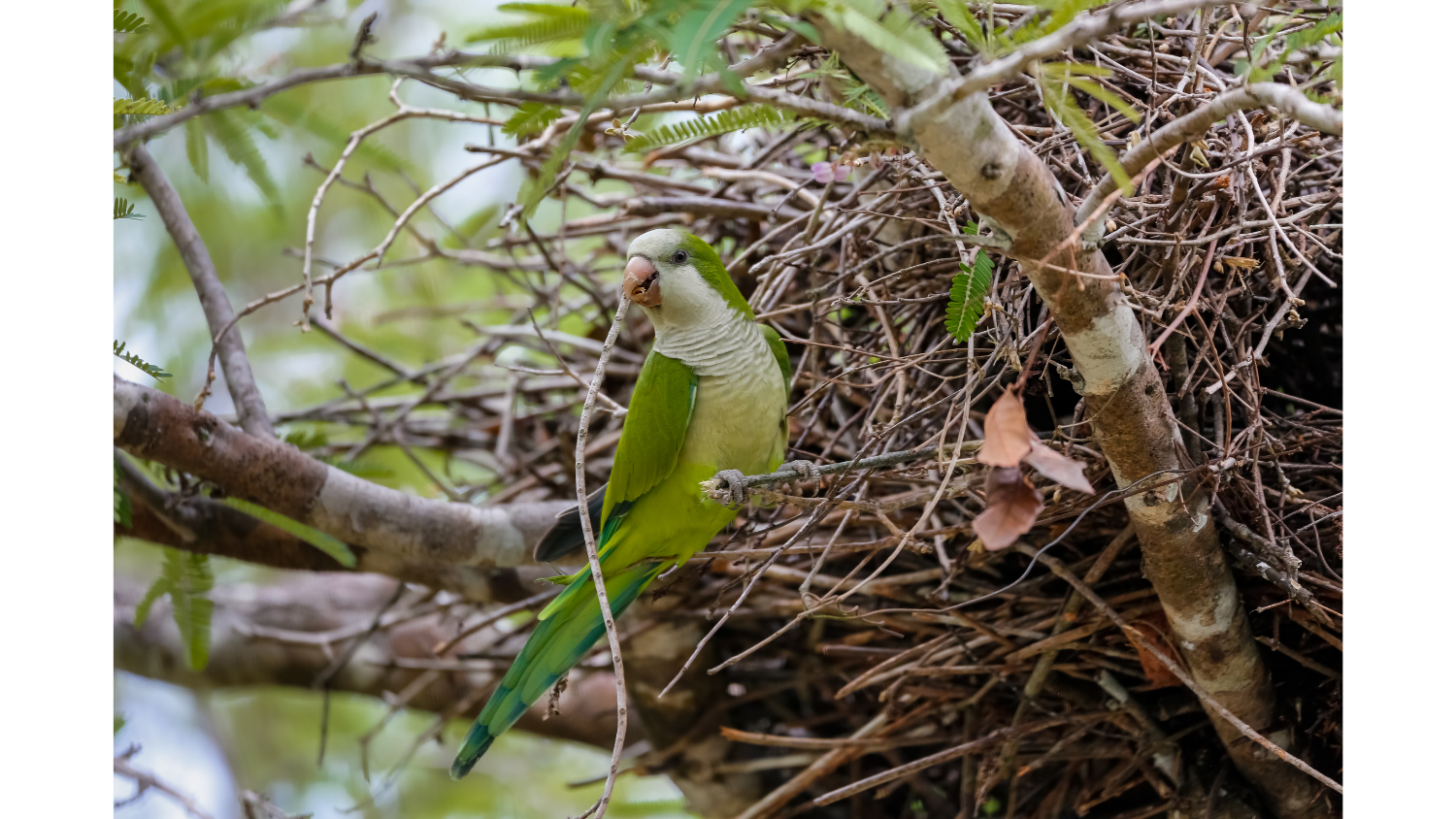 Mnicha nizinna przy gnieździe