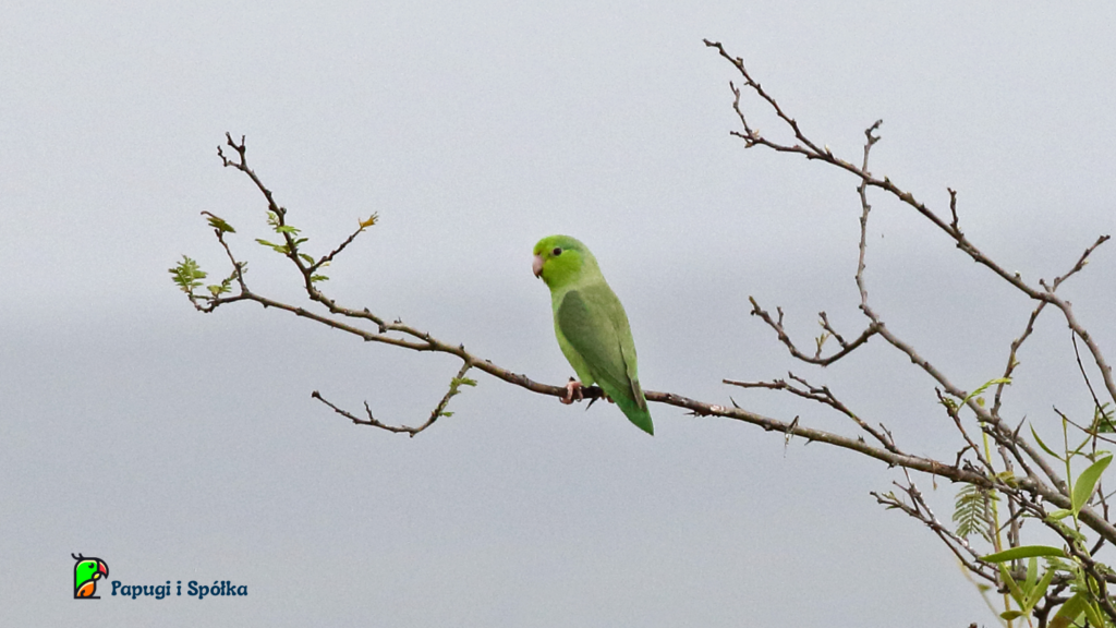 Wróbliczka zielonolica