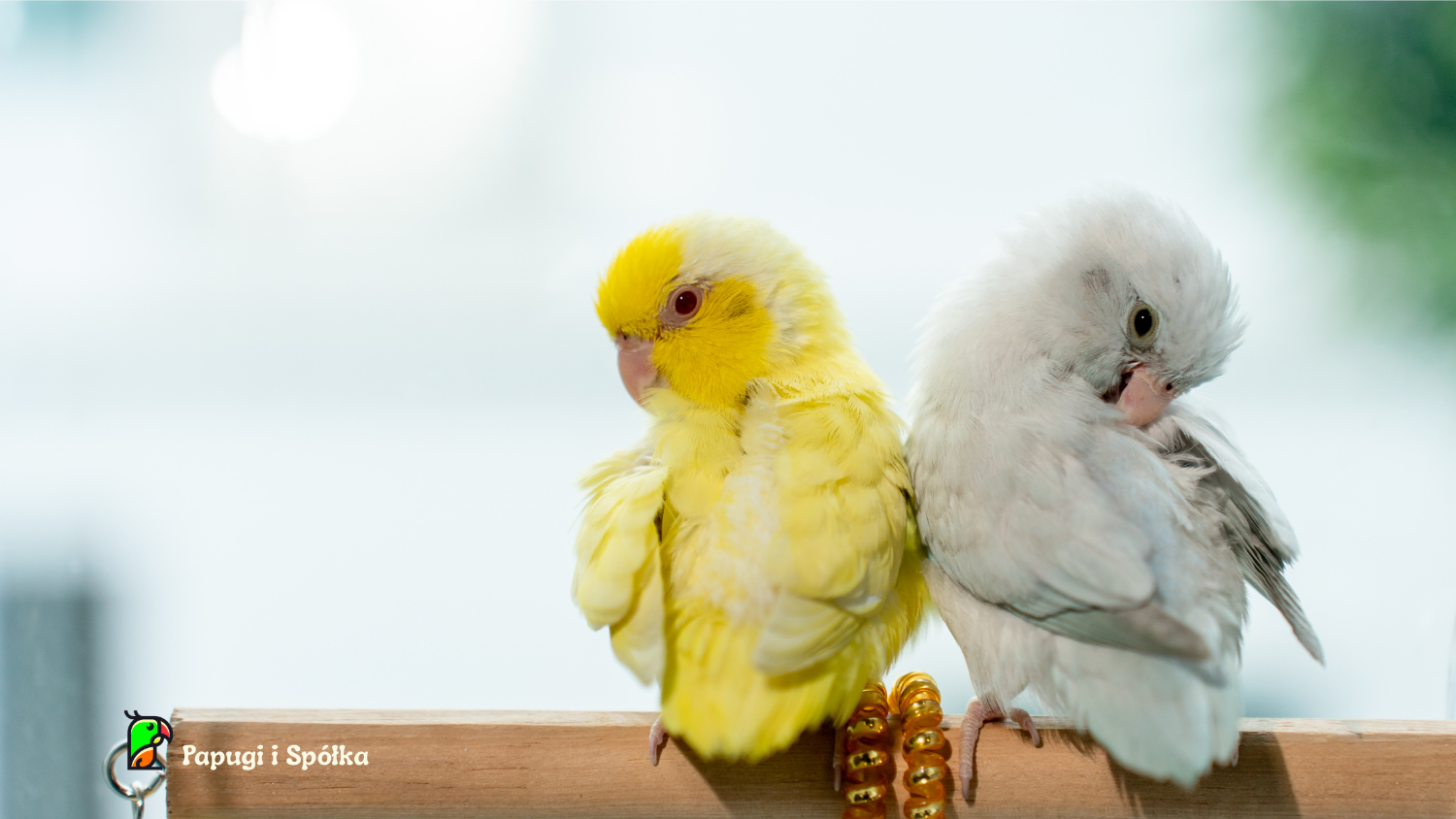 Wróbliczka zielonolica występuje w wileu barwnych mutacjach. Mutacja Lutino i Albino