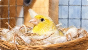 Przygotowanie do lęgów kanarków