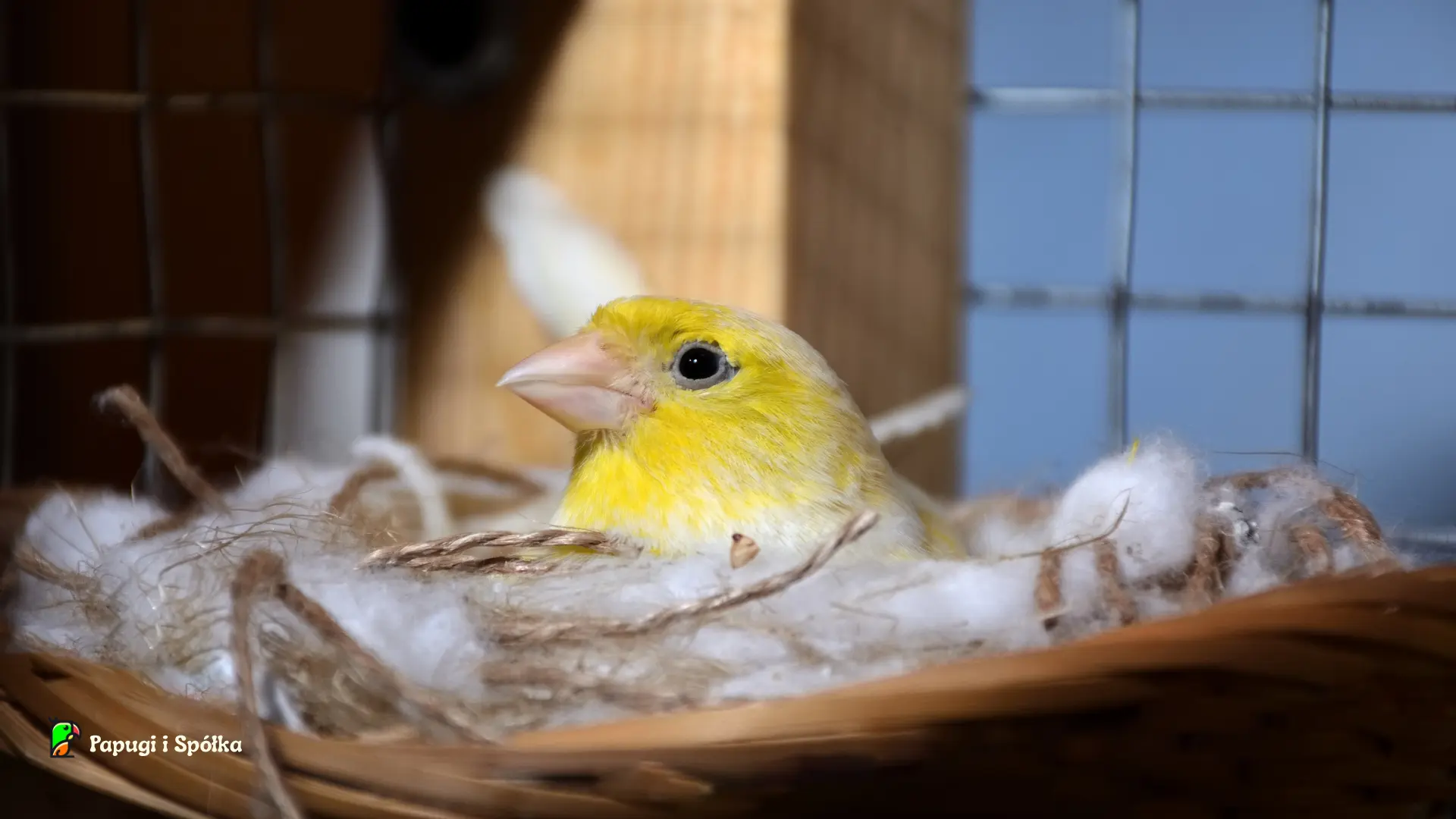 kanarek na gnieździe