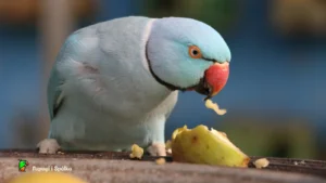 Czym karmić przed lęgami? Samiec aleksandretty obrożnej