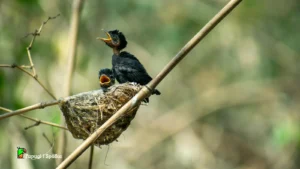 Przygotowanie ptaków do lęgów - pisklęta w gnieździe