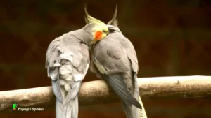 Rozmnażanie papugi nimfy - para ptaków