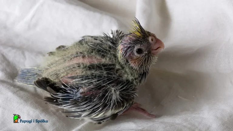 Rozmnażanie papugi nimfy - pisklę