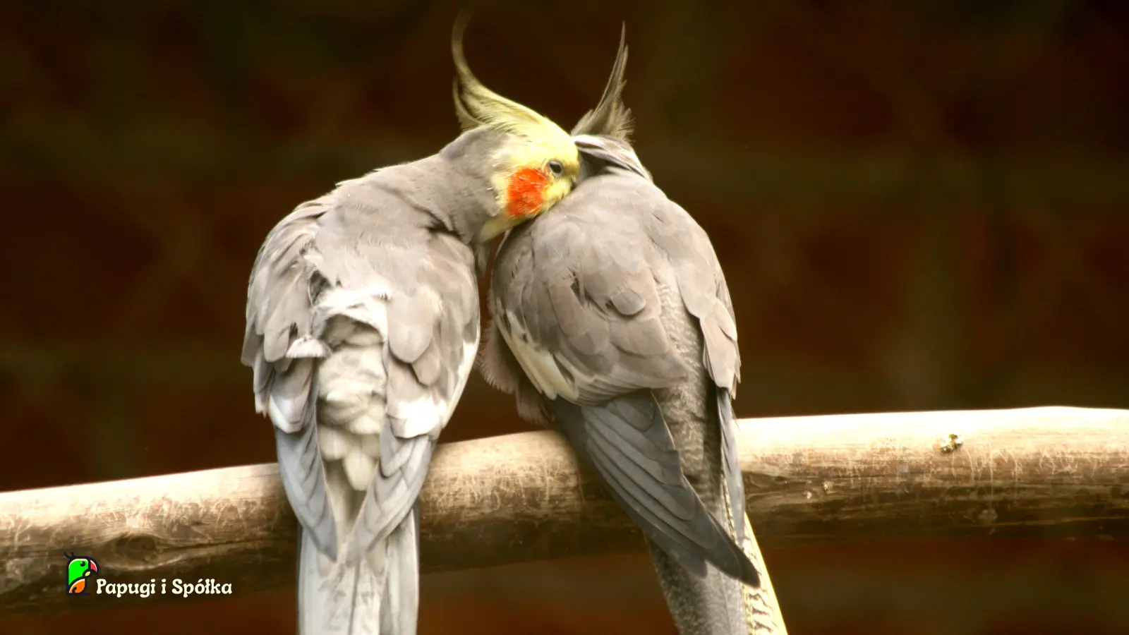 Rozmnażanie papugi nimfy - para ptaków