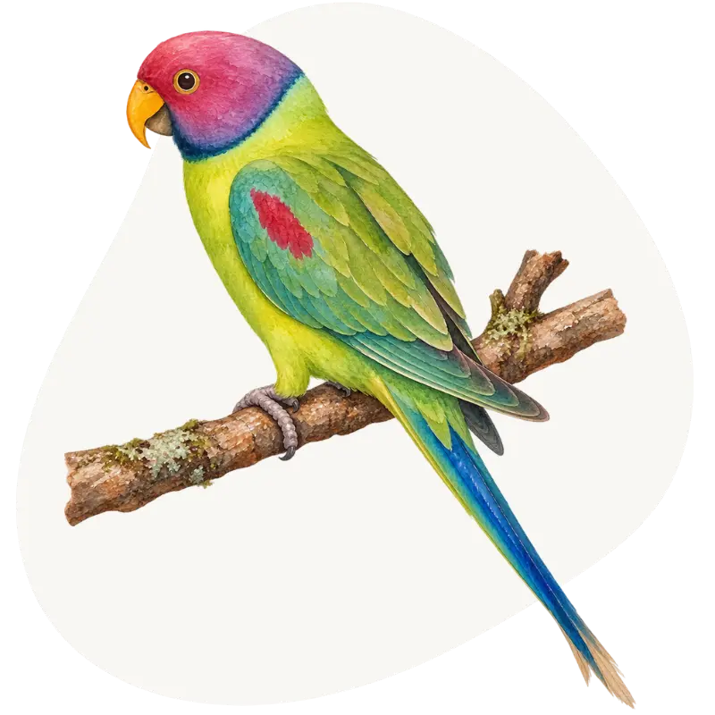 Aleksandretta śliwogłowa (Psittacula cyanocephala)