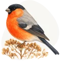 Gil (Pyrrhula pyrrhula)