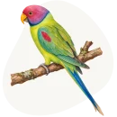 Aleksandretta śliwogłowa (Psittacula cyanocephala)