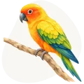 Konura słoneczna (Aratinga solstitialis)