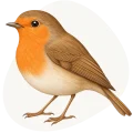 Rudzik (Erithacus rubecula)